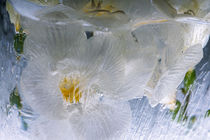 Weiße Freesie in kristallklarem Eis 2 von Marc Heiligenstein
