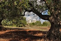 Trulli im Valle d'Itria hinter einem Olivenbaum von wandernd-photography