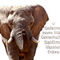 Elefant-werte-wandbild