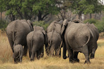 Elefanten by Dirk Rüter
