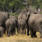 20071002-047-d-elefanten