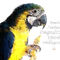 Papagei-werte-wandbild