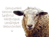 Krafttier Schaf - friedfertig und weitsichtig von Astrid Ryzek