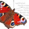 Schmetterling-werte-wandbild