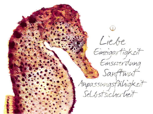 Seepferdchen-werte-wandbild