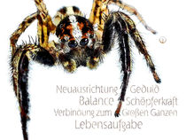 Krafttier Spinne - Mut für den eigenen Weg von Astrid Ryzek
