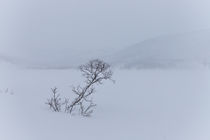 Einsam im Schnee von Gabi Emser