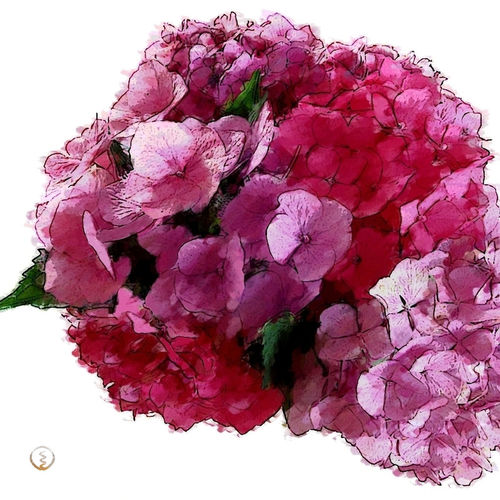 Hortensien-pink-wandbild