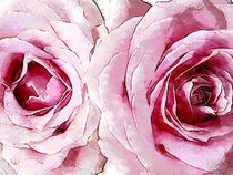 Rosenblüten in Rosa by Astrid Ryzek