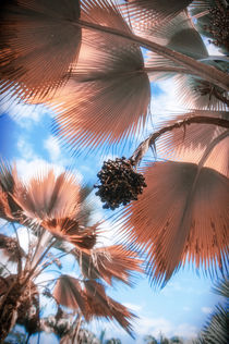 Branches of Palm Tree in Tropical Garden von Tanya Kurushova