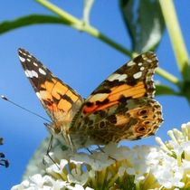 Schmetterling  by susanne-seidel