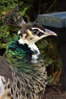 Female peacock close up portrait by Maud de Vries