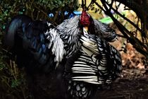 Abstract Asian chicken hiding it`s head in its feathers by Maud de Vries