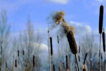 Reed seeds flying away in the wind by Maud de Vries