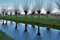 Bare willow trees reflecting in water by Maud de Vries