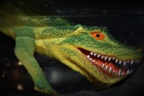 Toy crocodile in water showing his teeth by Maud de Vries