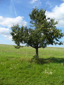 Apfelbaum von on-the-road