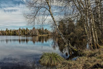 Uferlandschaft Vogelsee im NSG Pfrunger-Burgweiler Ried von Christine Horn