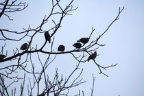 Vögel auf Baumast von Gerda Hutt