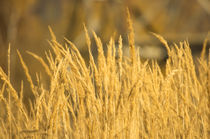 Golden Grass von Tanya Kurushova
