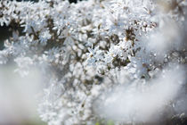 Magnolien. Weiße Schleier von Iryna Mathes