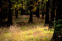 Herbstwald von Rolf Müller