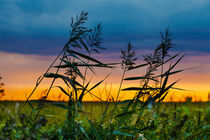 Dry grasses under the wind at sunset von Marie Selissky