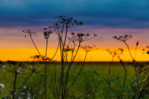 Dried grasses against the sunset skies by Marie Selissky