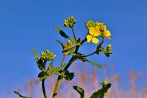 Blooming buttercup with blue sky von Maud de Vries