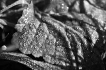 Black and white leaf with dew drops by Maud de Vries