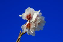 almond blossom by JOMA GARCIA I GISBERT