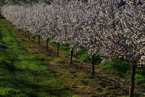 almond blossom trees von JOMA GARCIA I GISBERT