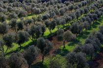 Olive field von JOMA GARCIA I GISBERT