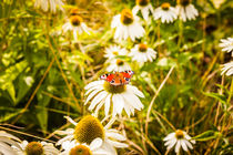 Butterfly on a daisy von Marie Selissky