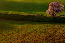 Alone flowering almond tree in the field by JOMA GARCIA I GISBERT