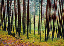 Magic Forest von Marie Selissky
