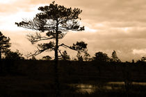 Mighty Pine (sepia) by Marie Selissky