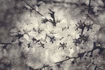 Almond Flowers pattern by Marie Selissky