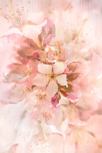 'Sakura' by Marcus Hennen