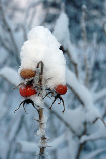 Beeren im Winter von Rolf Müller