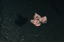lone leaf in a lake by Sebastian Hocke