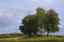 Bäume by Rolf Müller