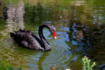 Black Swan 2 by Marie Selissky