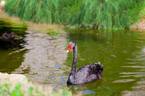 Black Swan 3 by Marie Selissky