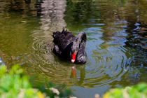 Black Swan by Marie Selissky