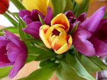 Tulpe gelb lila von altesland-shopping