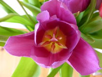 Tulpe lila von altesland-shopping
