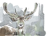 Hirsch Deer by Thomas Neumann