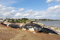 Beached Minke Whale Felixstow Suffolk by GEORGE ELLIS