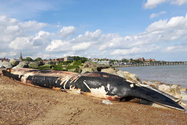 Beached-minke-whale-felixstow-suffolk